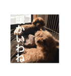 うちの犬たちだよ2（個別スタンプ：9）