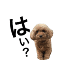 うちの犬たちだよ2（個別スタンプ：10）