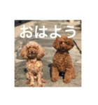 うちの犬たちだよ2（個別スタンプ：11）
