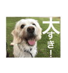 うちの犬たちだよ2（個別スタンプ：14）