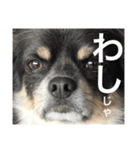 うちの犬たちだよ2（個別スタンプ：15）