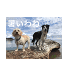 うちの犬たちだよ2（個別スタンプ：16）
