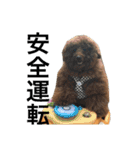 うちの犬たちだよ2（個別スタンプ：17）
