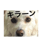 うちの犬たちだよ2（個別スタンプ：18）