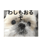 うちの犬たちだよ2（個別スタンプ：19）