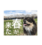 うちの犬たちだよ2（個別スタンプ：20）
