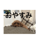 うちの犬たちだよ2（個別スタンプ：21）