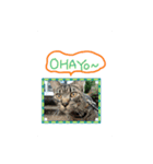 dear two cute cats（個別スタンプ：1）
