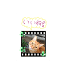 dear two cute cats（個別スタンプ：3）
