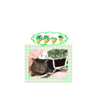 dear two cute cats（個別スタンプ：4）