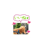 dear two cute cats（個別スタンプ：5）
