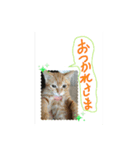 dear two cute cats（個別スタンプ：6）