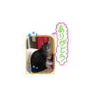 dear two cute cats（個別スタンプ：7）