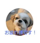 MY.Dog CORON（個別スタンプ：1）