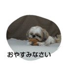 MY.Dog CORON（個別スタンプ：2）