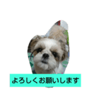 MY.Dog CORON（個別スタンプ：3）