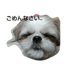 MY.Dog CORON（個別スタンプ：4）