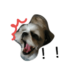 MY.Dog CORON（個別スタンプ：5）