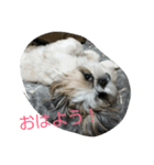 MY.Dog CORON（個別スタンプ：6）