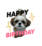 MY.Dog CORON（個別スタンプ：7）