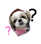 MY.Dog CORON（個別スタンプ：8）