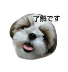 MY.Dog CORON（個別スタンプ：9）