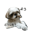 MY.Dog CORON（個別スタンプ：10）