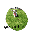 MY.Dog CORON（個別スタンプ：11）