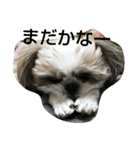 MY.Dog CORON（個別スタンプ：12）