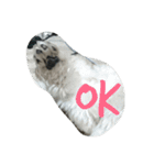 MY.Dog CORON（個別スタンプ：14）