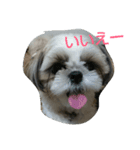 MY.Dog CORON（個別スタンプ：15）