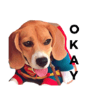 beagle drawing（個別スタンプ：1）