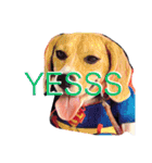 beagle drawing（個別スタンプ：2）