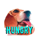 beagle drawing（個別スタンプ：6）