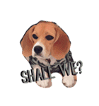 beagle drawing（個別スタンプ：8）