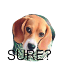 beagle drawing（個別スタンプ：9）