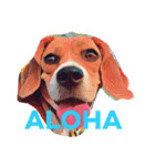beagle drawing（個別スタンプ：10）