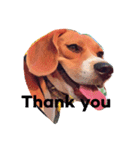 beagle drawing（個別スタンプ：12）