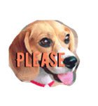 beagle drawing（個別スタンプ：13）
