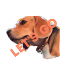 beagle drawing（個別スタンプ：16）