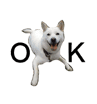 北海道犬 ハナ（個別スタンプ：1）