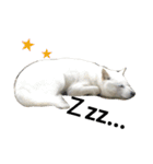 北海道犬 ハナ（個別スタンプ：2）