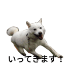 北海道犬 ハナ（個別スタンプ：3）