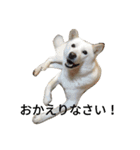 北海道犬 ハナ（個別スタンプ：4）