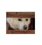 北海道犬 ハナ（個別スタンプ：5）