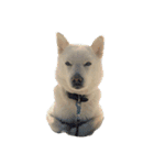 北海道犬 ハナ（個別スタンプ：6）