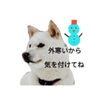 北海道犬 ハナ（個別スタンプ：7）