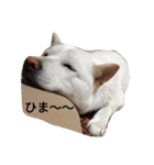 北海道犬 ハナ（個別スタンプ：8）