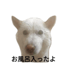 北海道犬 ハナ（個別スタンプ：10）