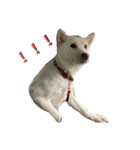 北海道犬 ハナ（個別スタンプ：11）